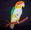 White Bellied Caique.jpg (1958708 bytes)